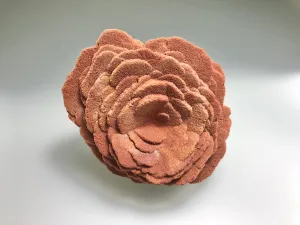 Barite (Rose), Norman, Oklahoma, Dr. David London Collection, Small Cabinet, 5.0 cm x 8.0 cm x 9.0 cm, $175.  Online Oct. 13.