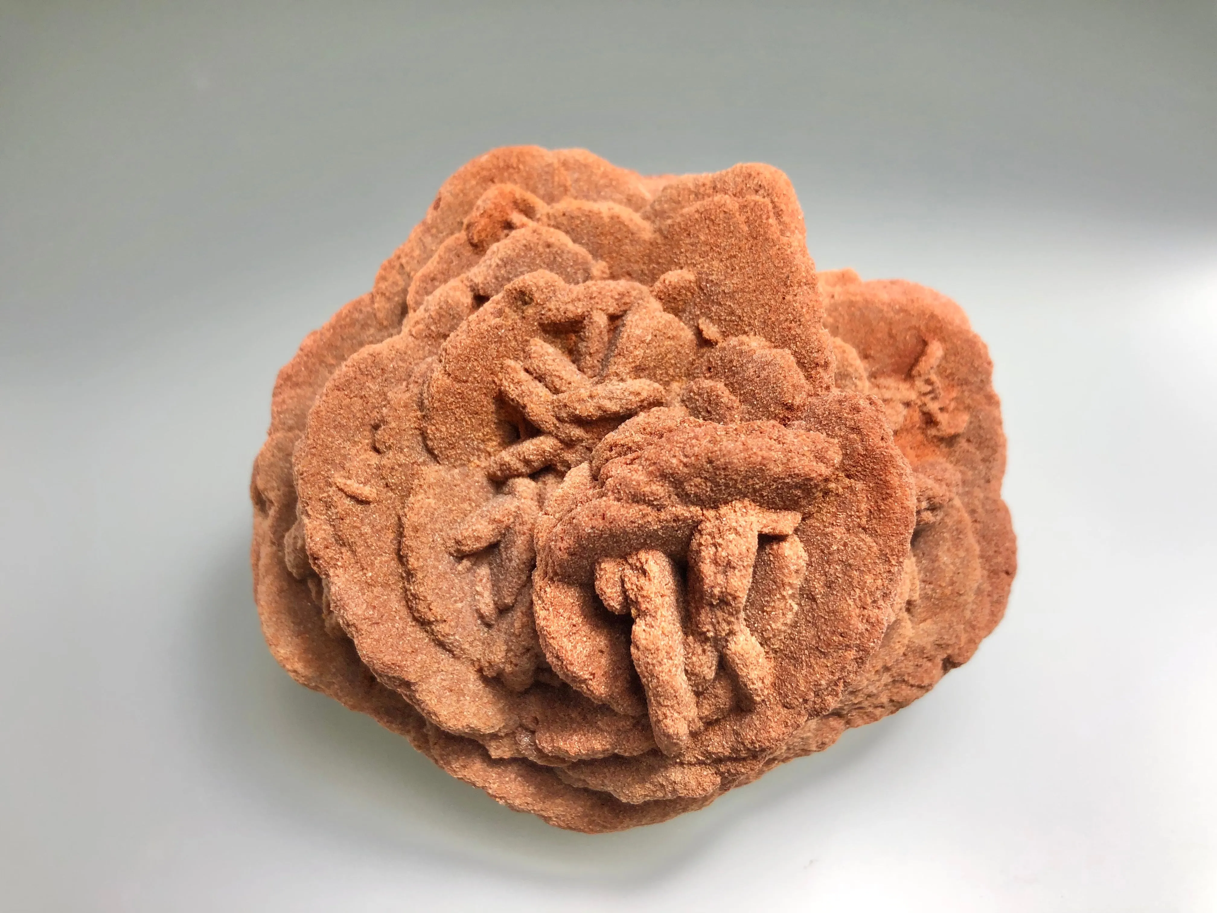 Barite (Rose), Norman, Oklahoma, Dr. David London Collection, Small Cabinet, 5.0 cm x 8.0 cm x 9.0 cm, $175.  Online Oct. 13.