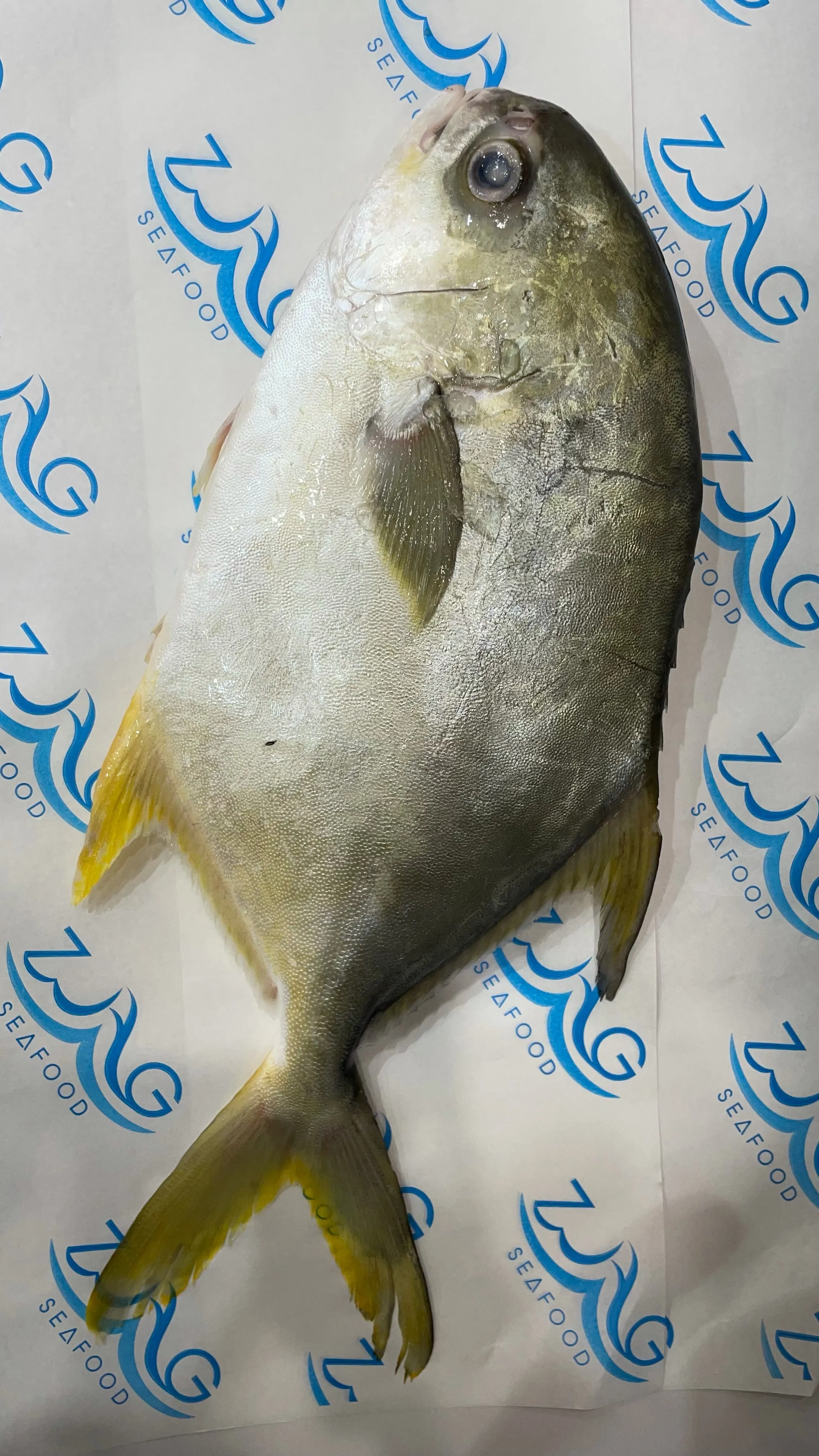 Fresh Malaysian Pomphret