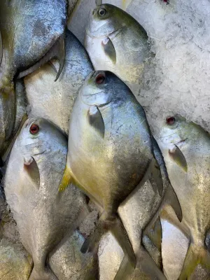 Fresh Malaysian Pomphret
