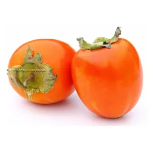 Fresh Persimmon (6x)